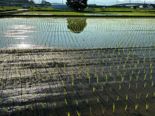 畑田さんの田んぼ、田植え終了！！おつかれさまです！！　～大阪　寝屋川　お米屋さん　ネオニコフリー～